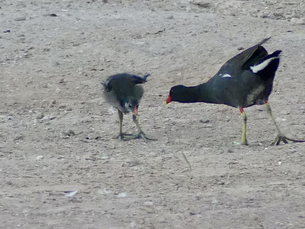 Common Gallinule - ML620788255