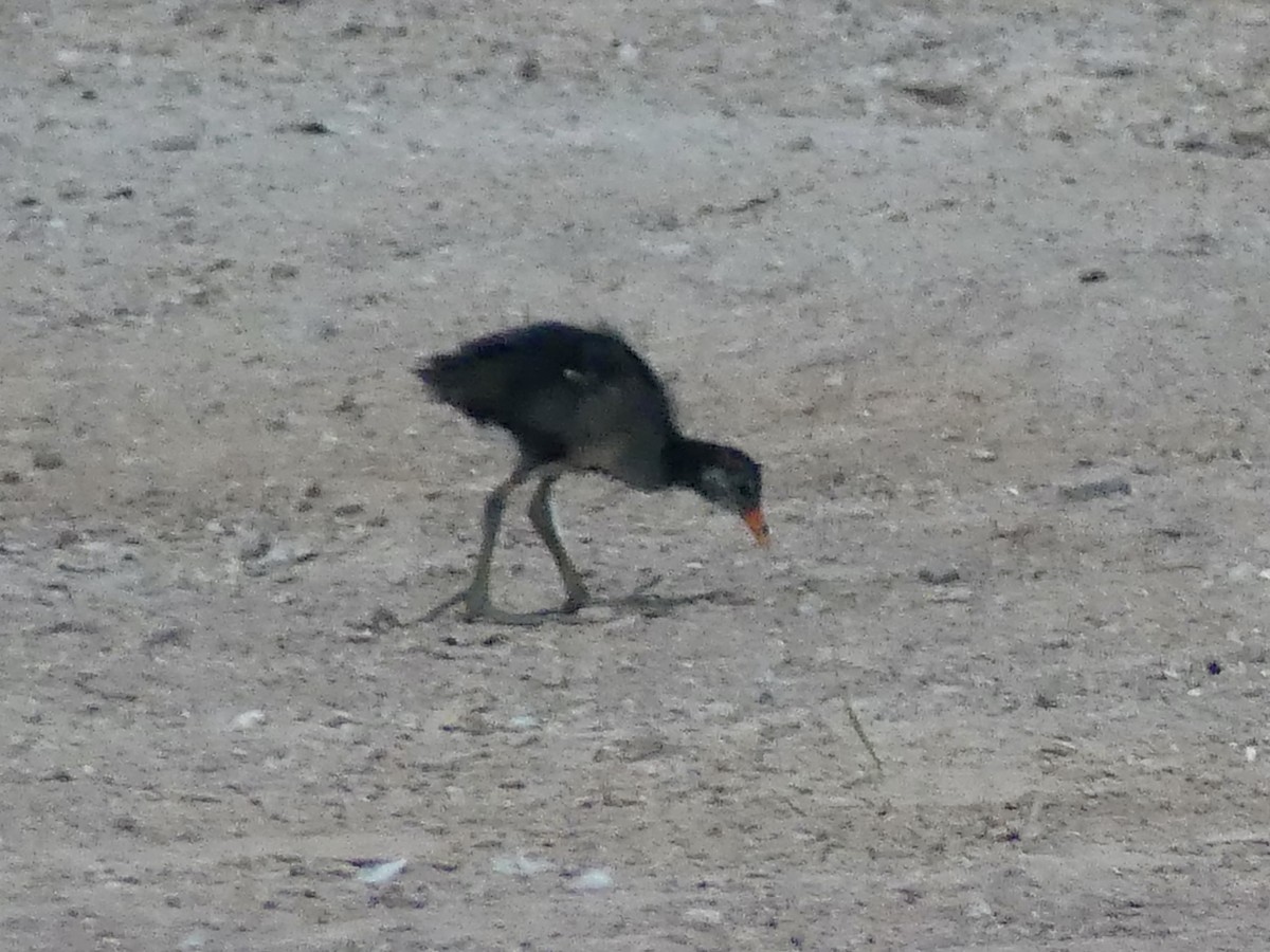 Common Gallinule - ML620788256