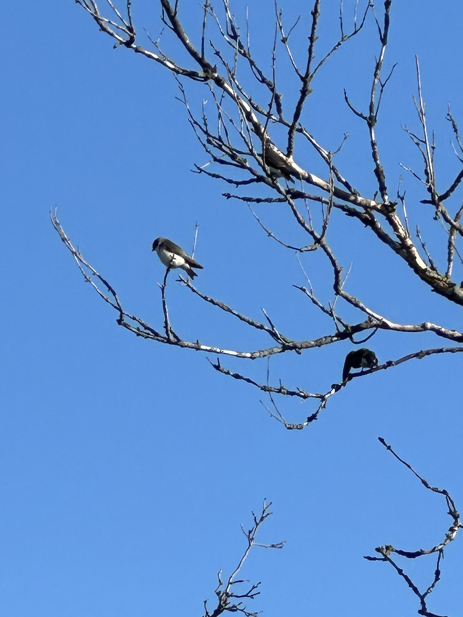 Tree Swallow - ML620788260