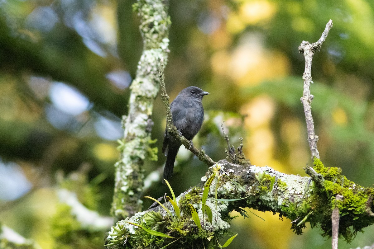 Northern Black-Flycatcher - ML620788264