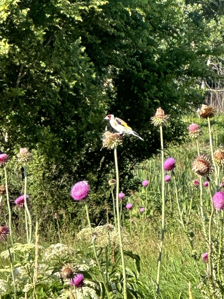 European Goldfinch - ML620788273