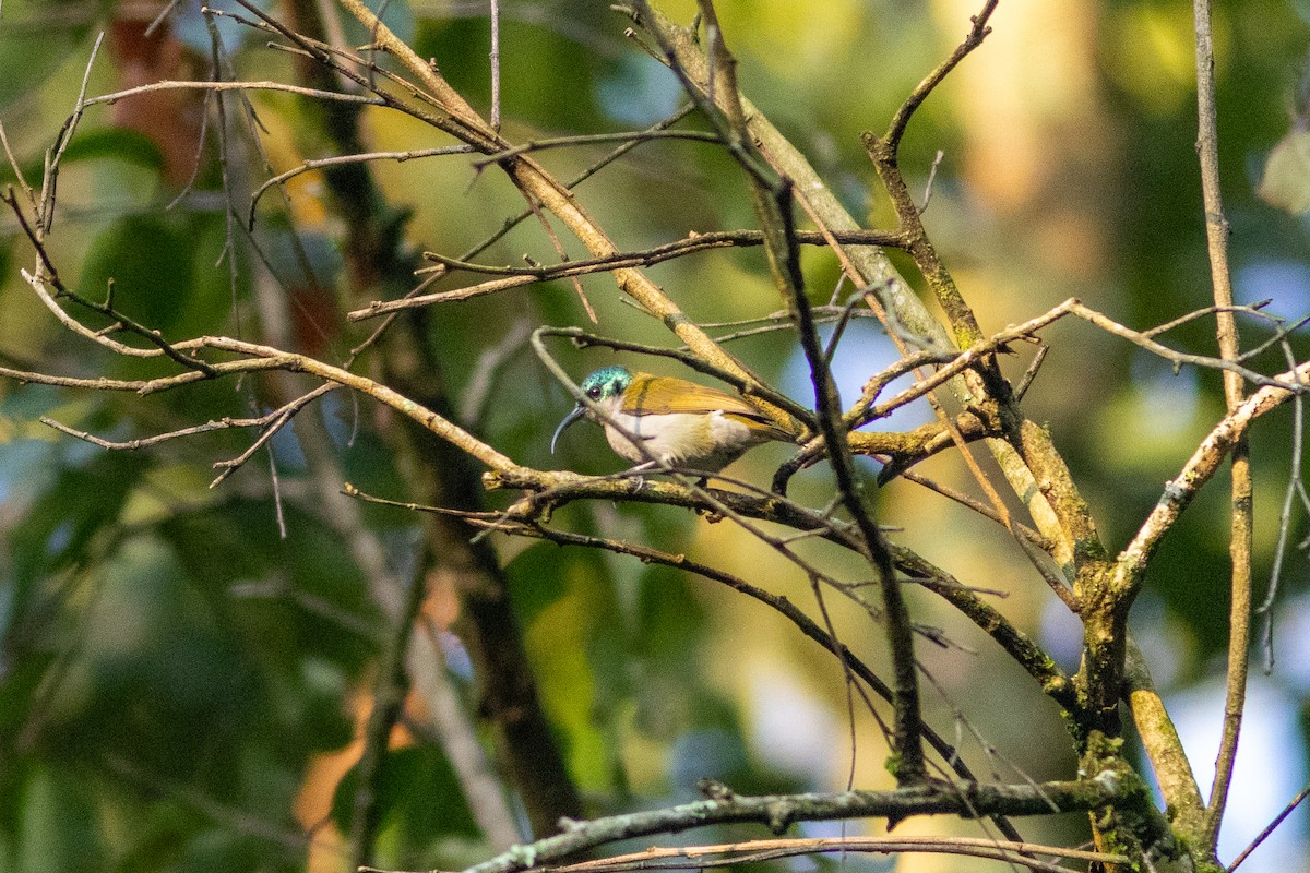 Green-headed Sunbird - ML620788274