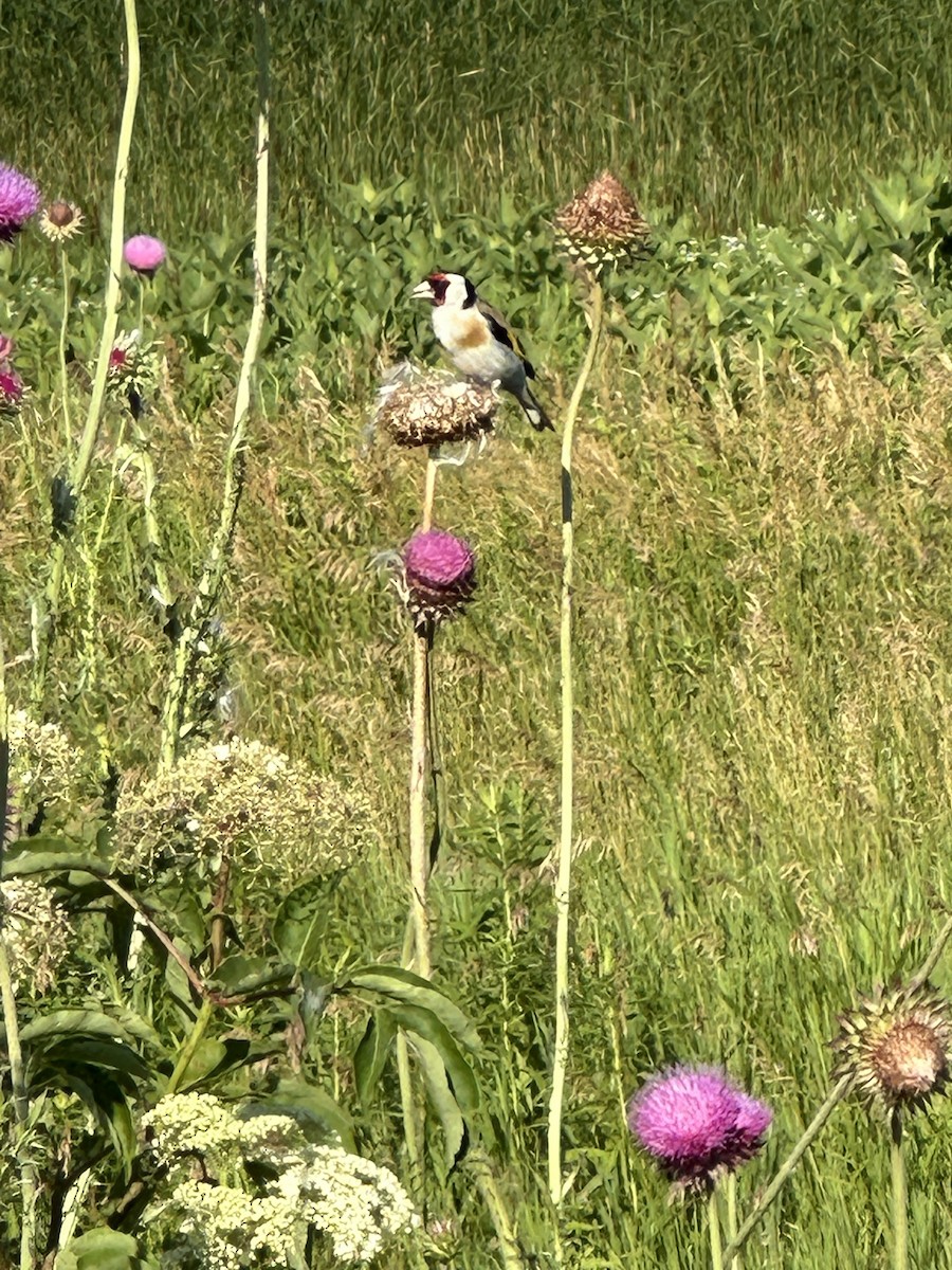 European Goldfinch - ML620788275