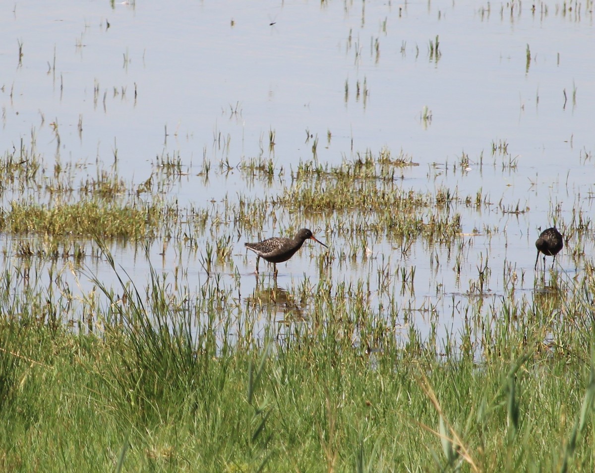 Spotted Redshank - ML620788277