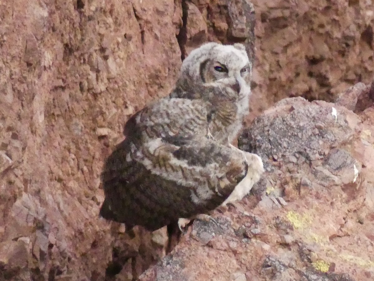 Great Horned Owl - ML620788282