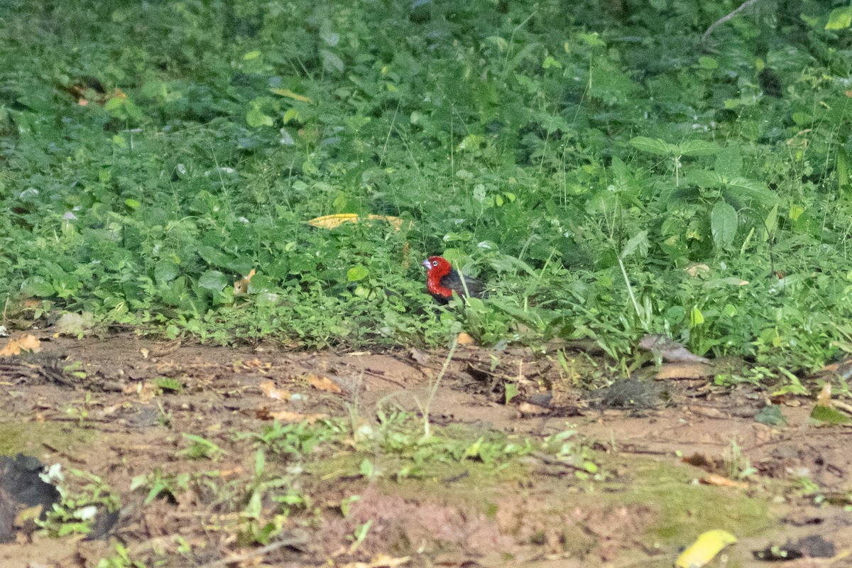 Red-headed Bluebill - ML620788283