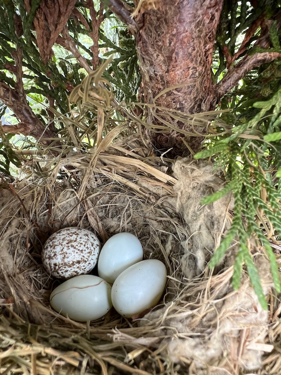 House Finch - ML620788284