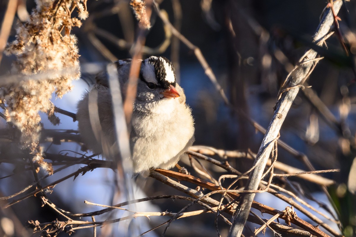 White-crowned Sparrow - ML620788290