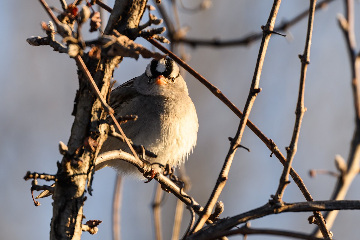 White-crowned Sparrow - ML620788291