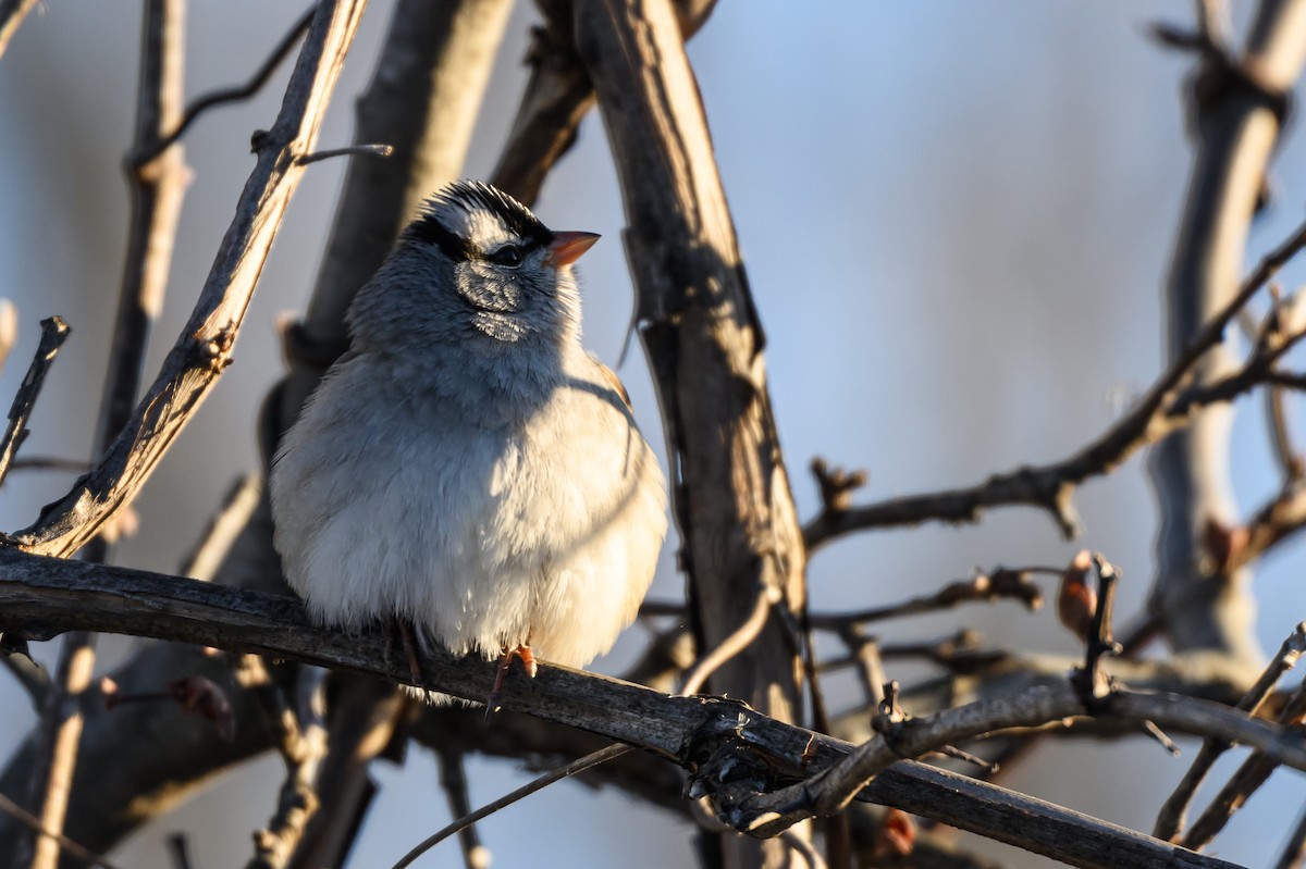 White-crowned Sparrow - ML620788292