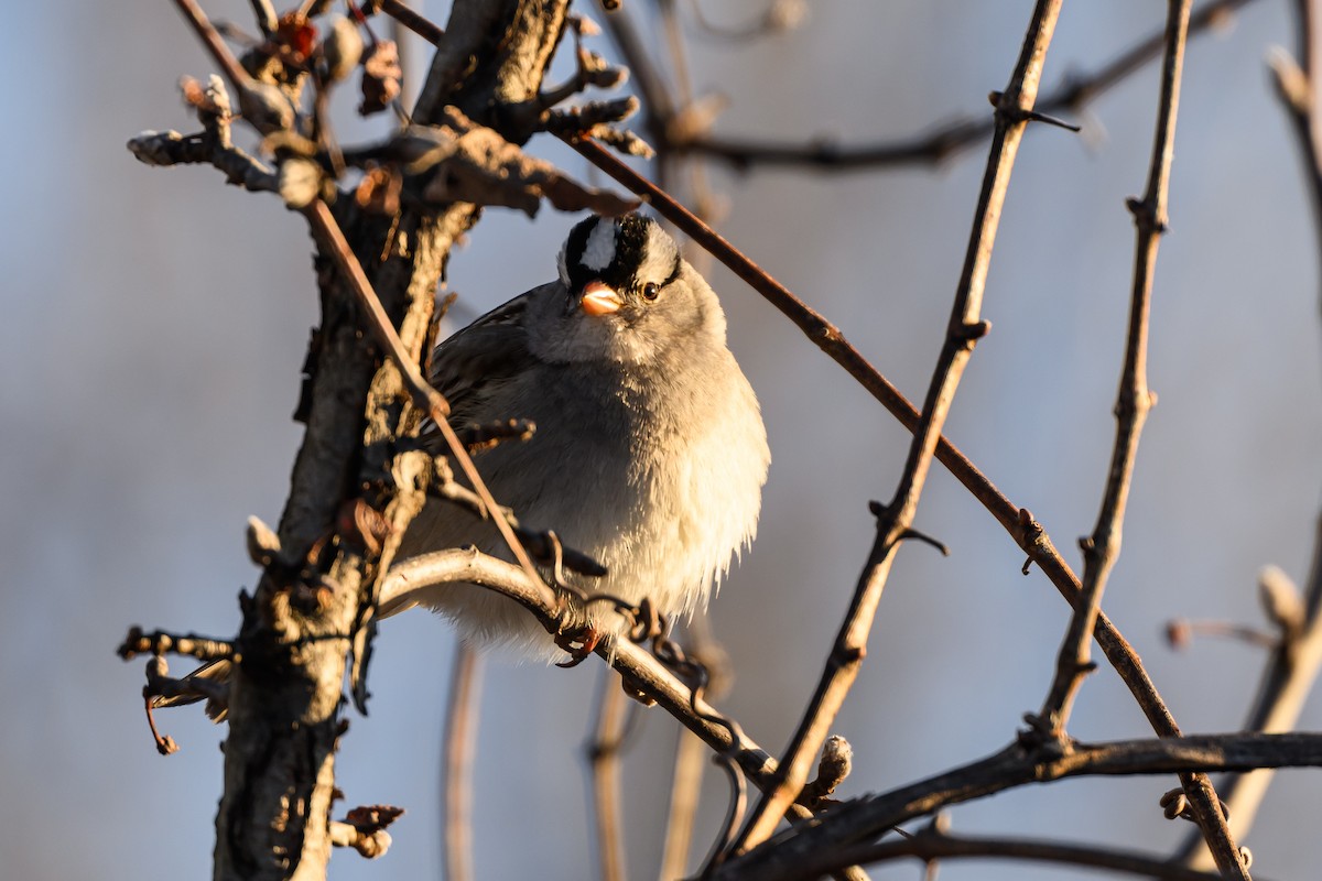 White-crowned Sparrow - ML620788293