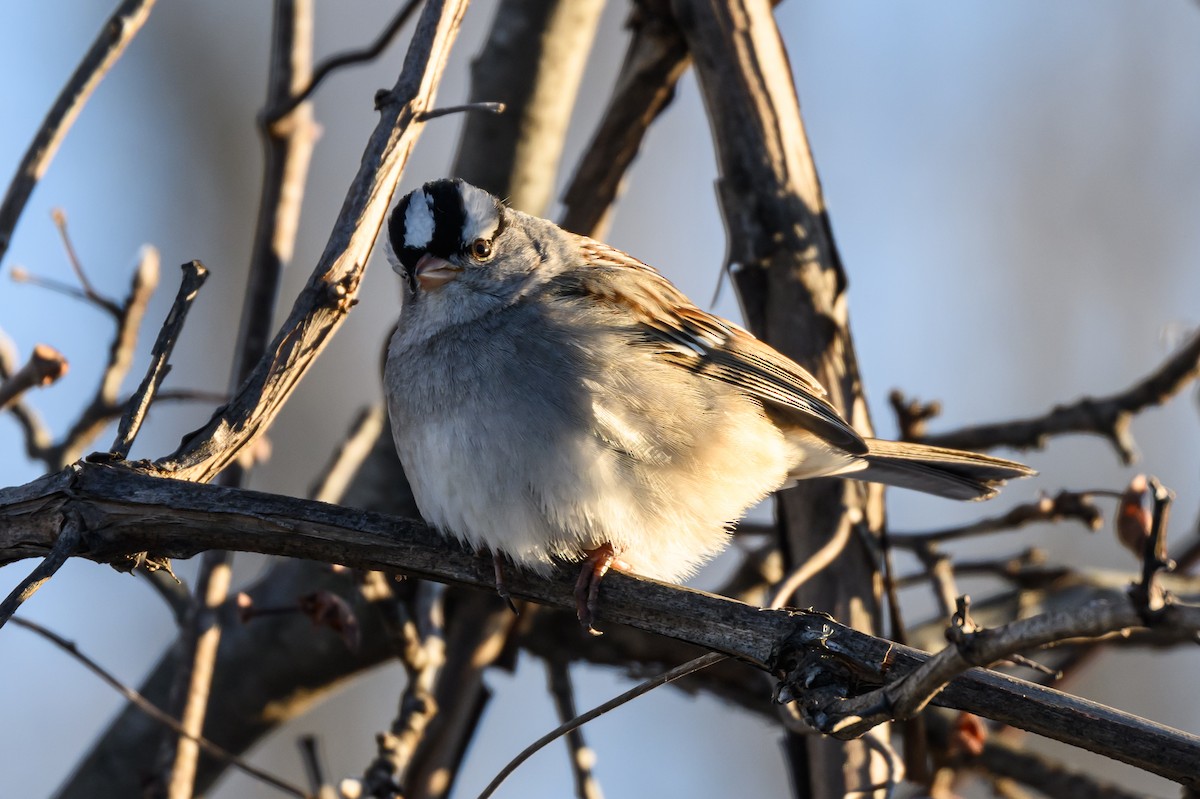 White-crowned Sparrow - ML620788294