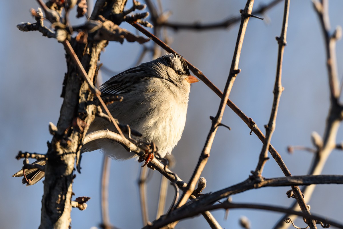 White-crowned Sparrow - ML620788295