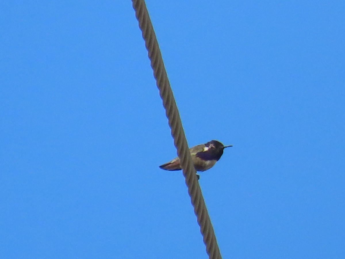 Costa's Hummingbird - ML620788299