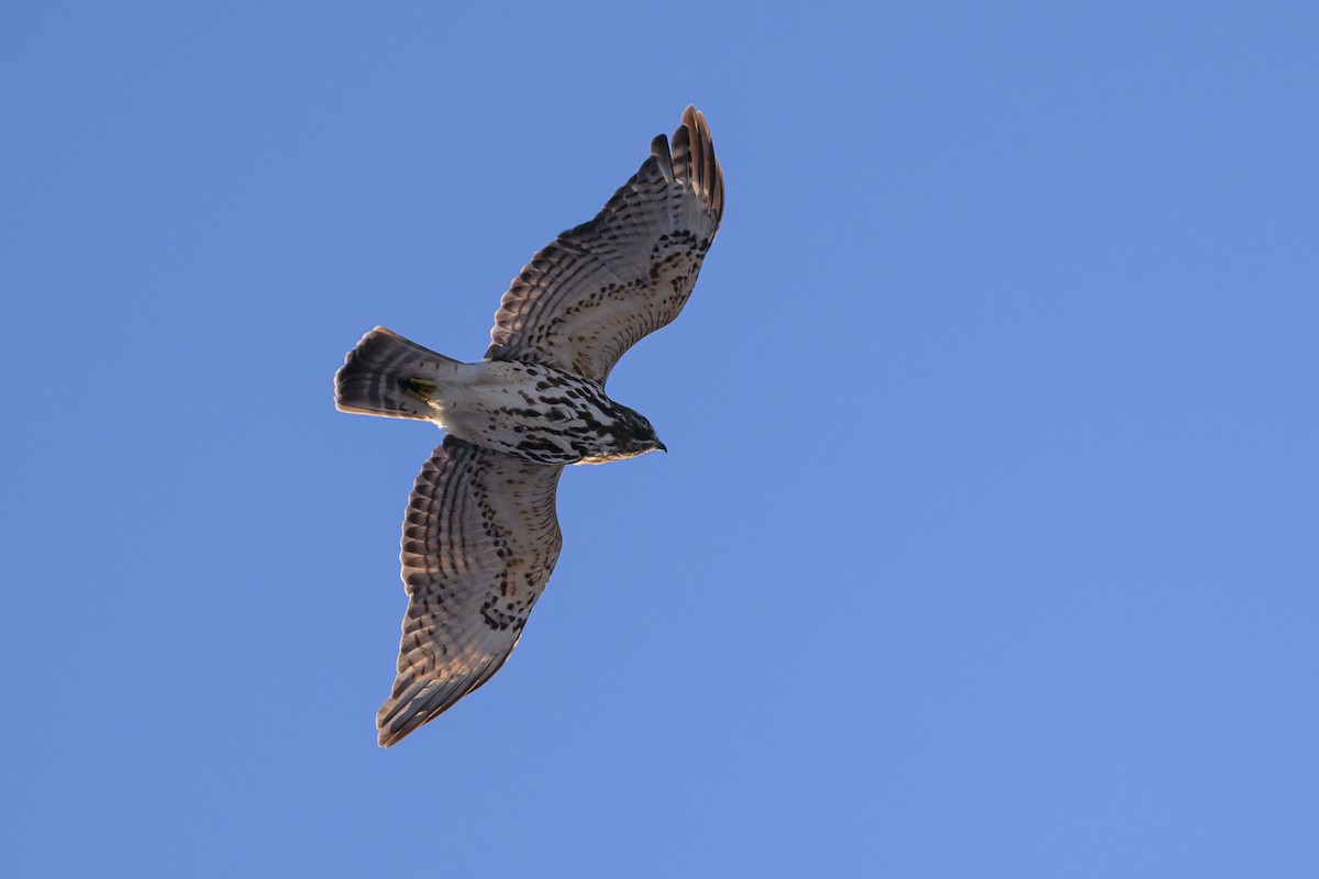 Red-shouldered Hawk - ML620788300