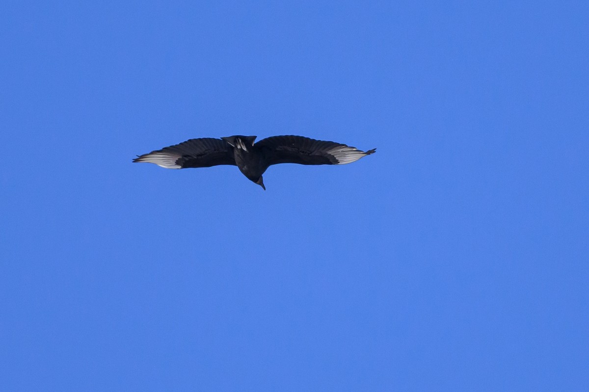 Black Vulture - ML620788301