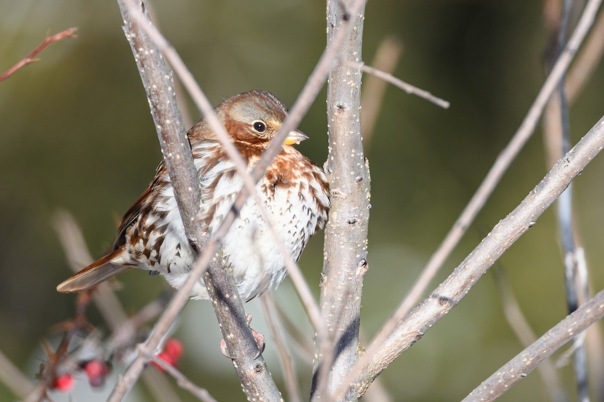 Fox Sparrow (Red) - ML620788305