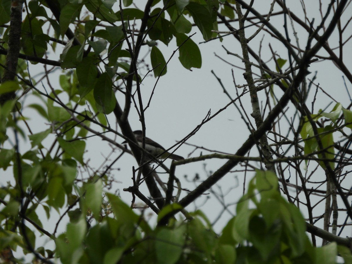 Loggerhead Kingbird (Loggerhead) - ML620788306