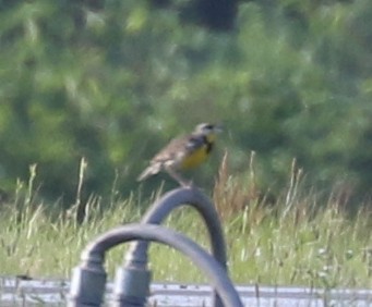 Eastern Meadowlark - ML620788309