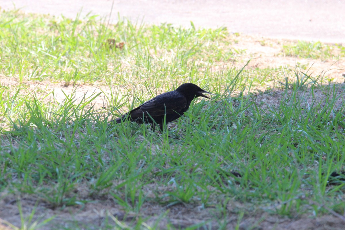 European Starling - ML620788317