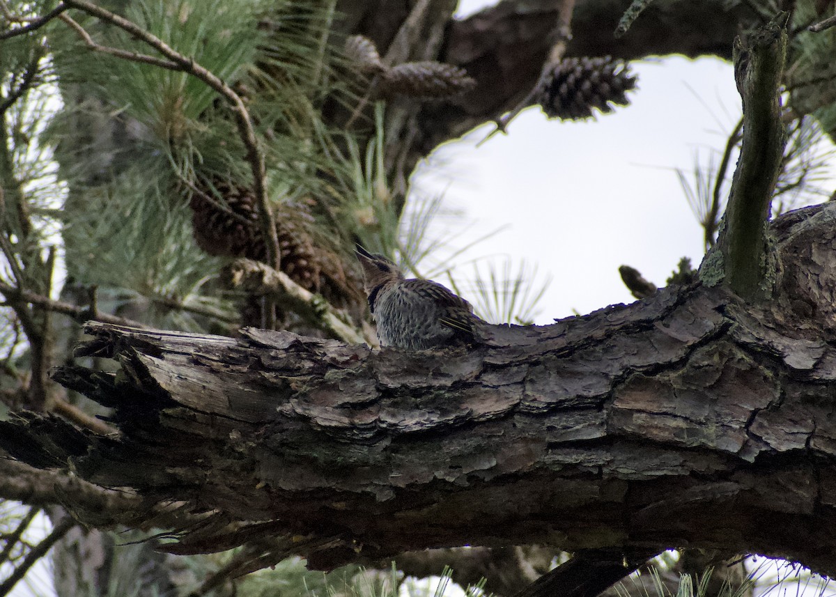 Northern Flicker - ML620788326