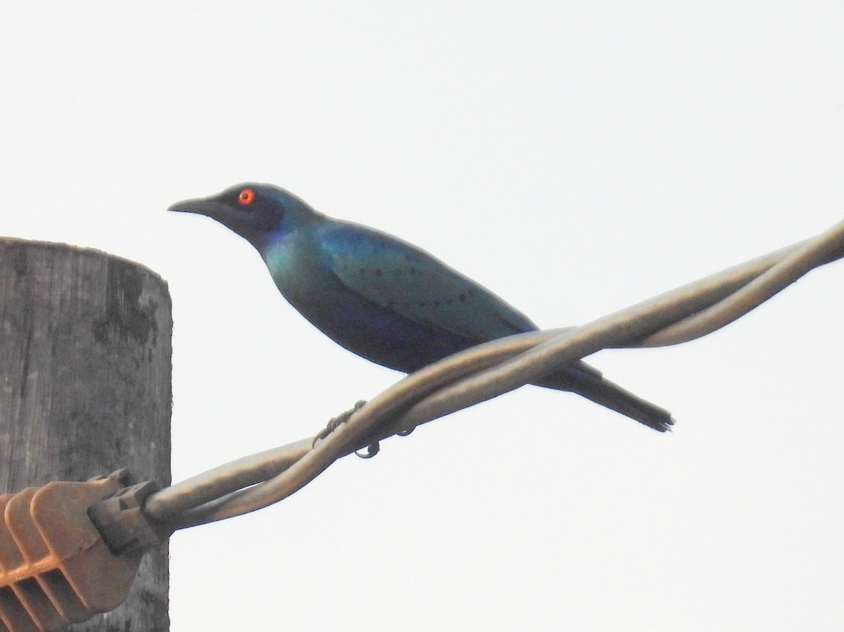 Lesser Blue-eared Starling (Lesser) - ML620788327