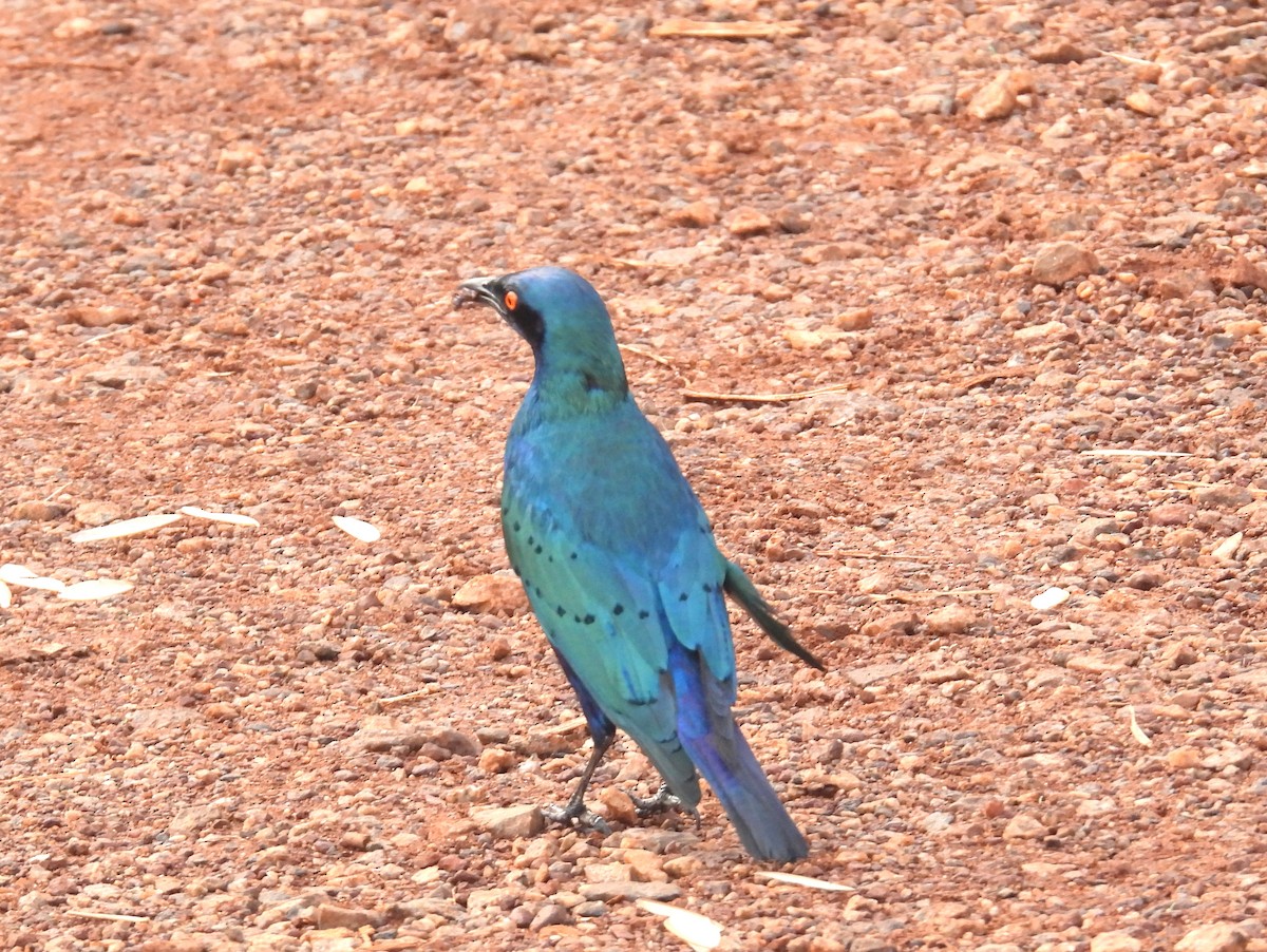 Lesser Blue-eared Starling (Lesser) - ML620788329