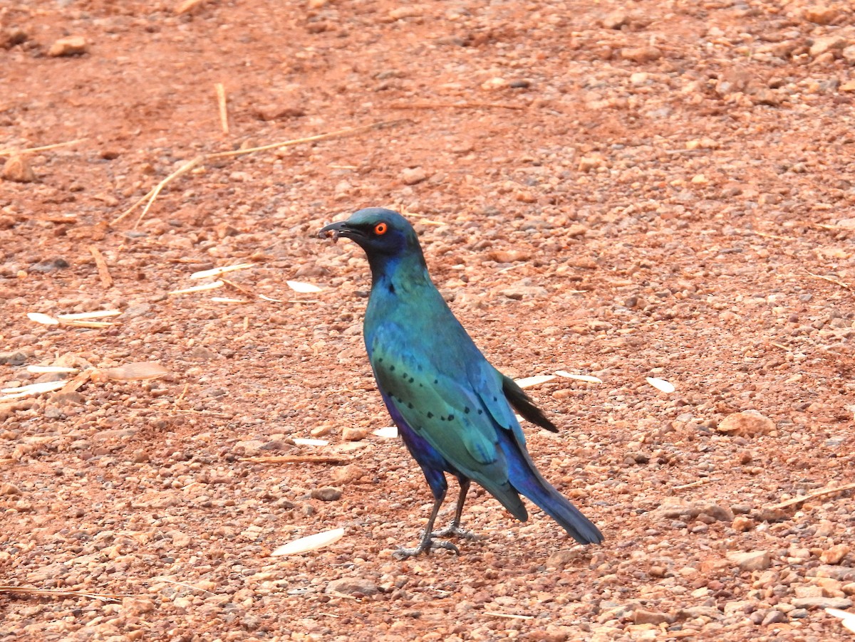 Lesser Blue-eared Starling (Lesser) - ML620788330