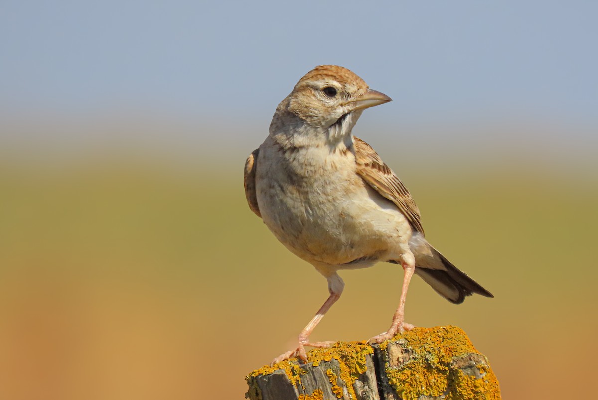 Greater Short-toed Lark - Dinis Nascimento