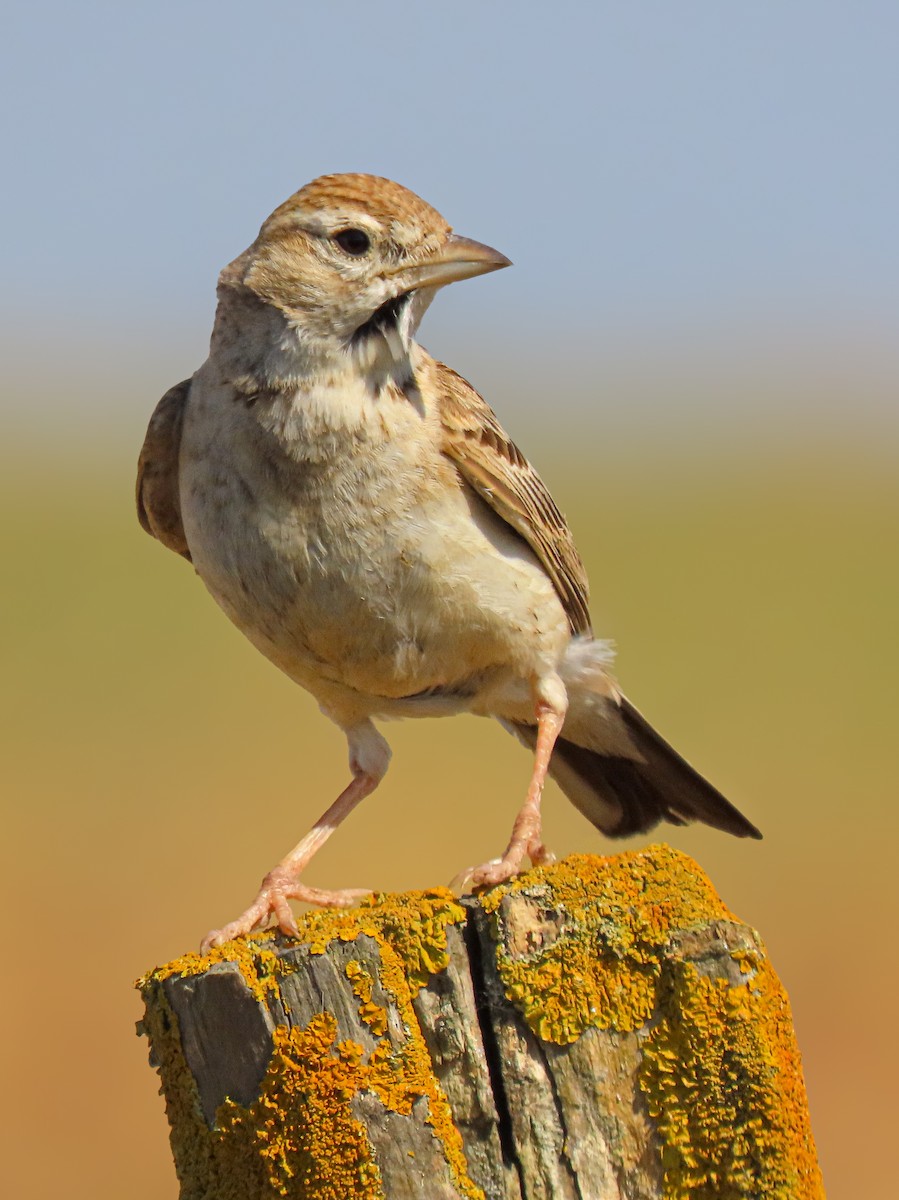 Greater Short-toed Lark - ML620788334