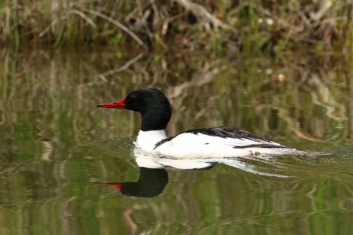 Common Merganser - ML620788335