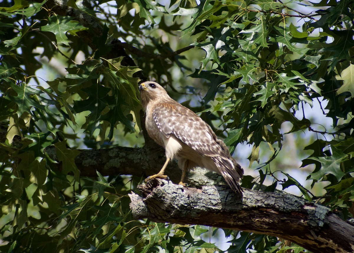 Red-shouldered Hawk - ML620788337