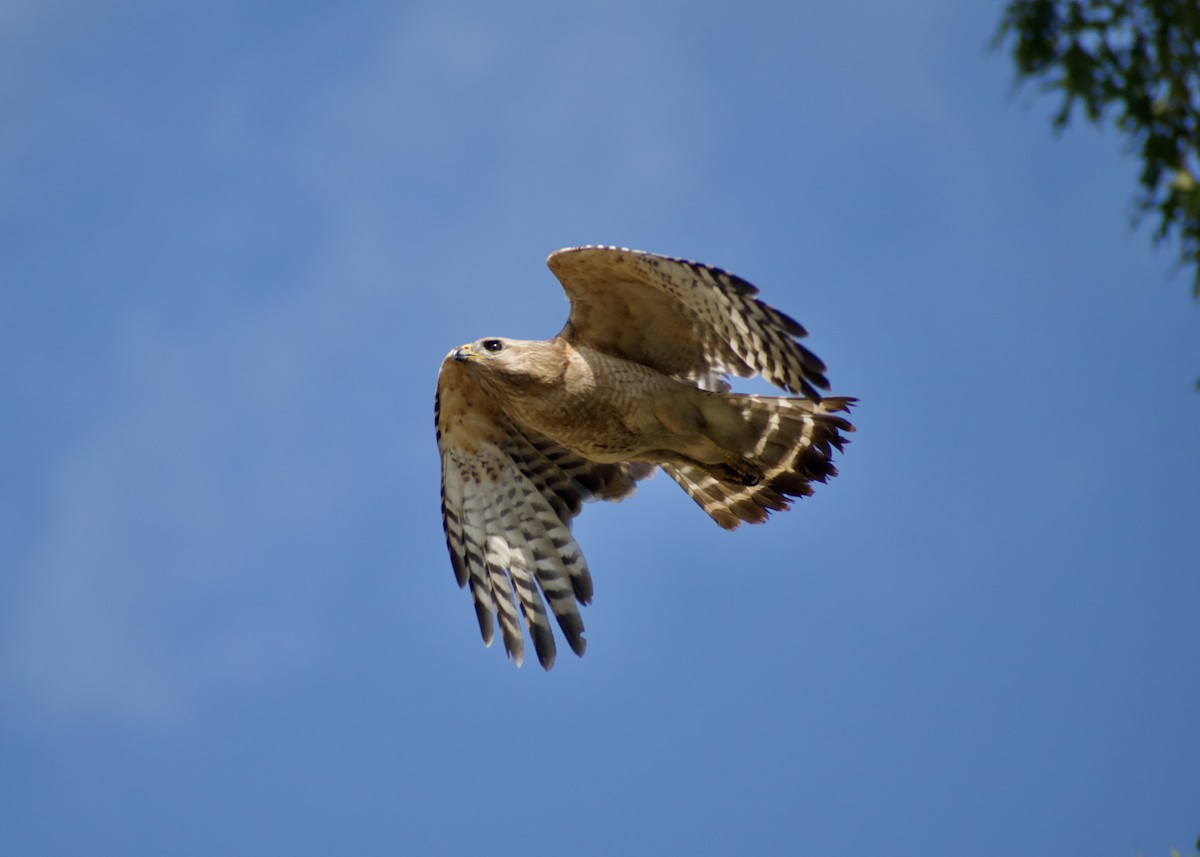 Red-shouldered Hawk - ML620788338