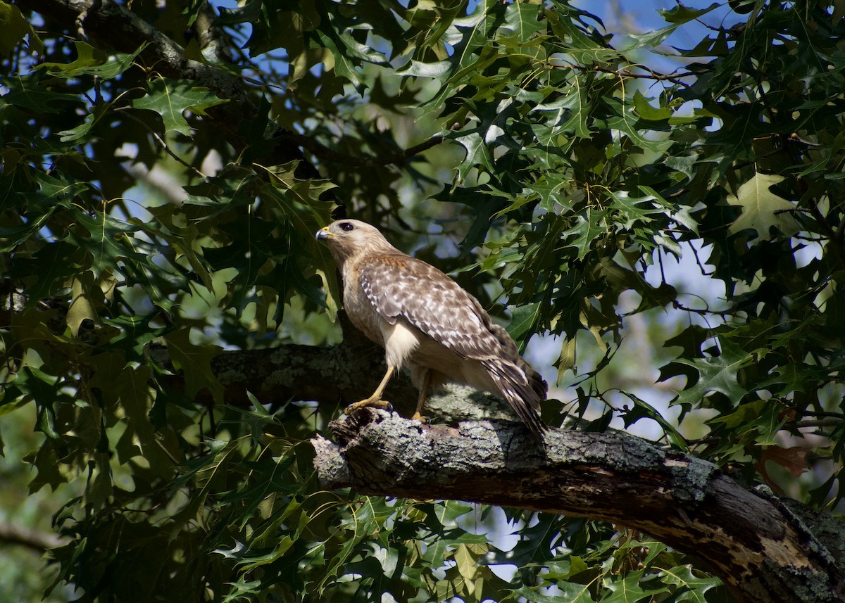 Red-shouldered Hawk - ML620788340