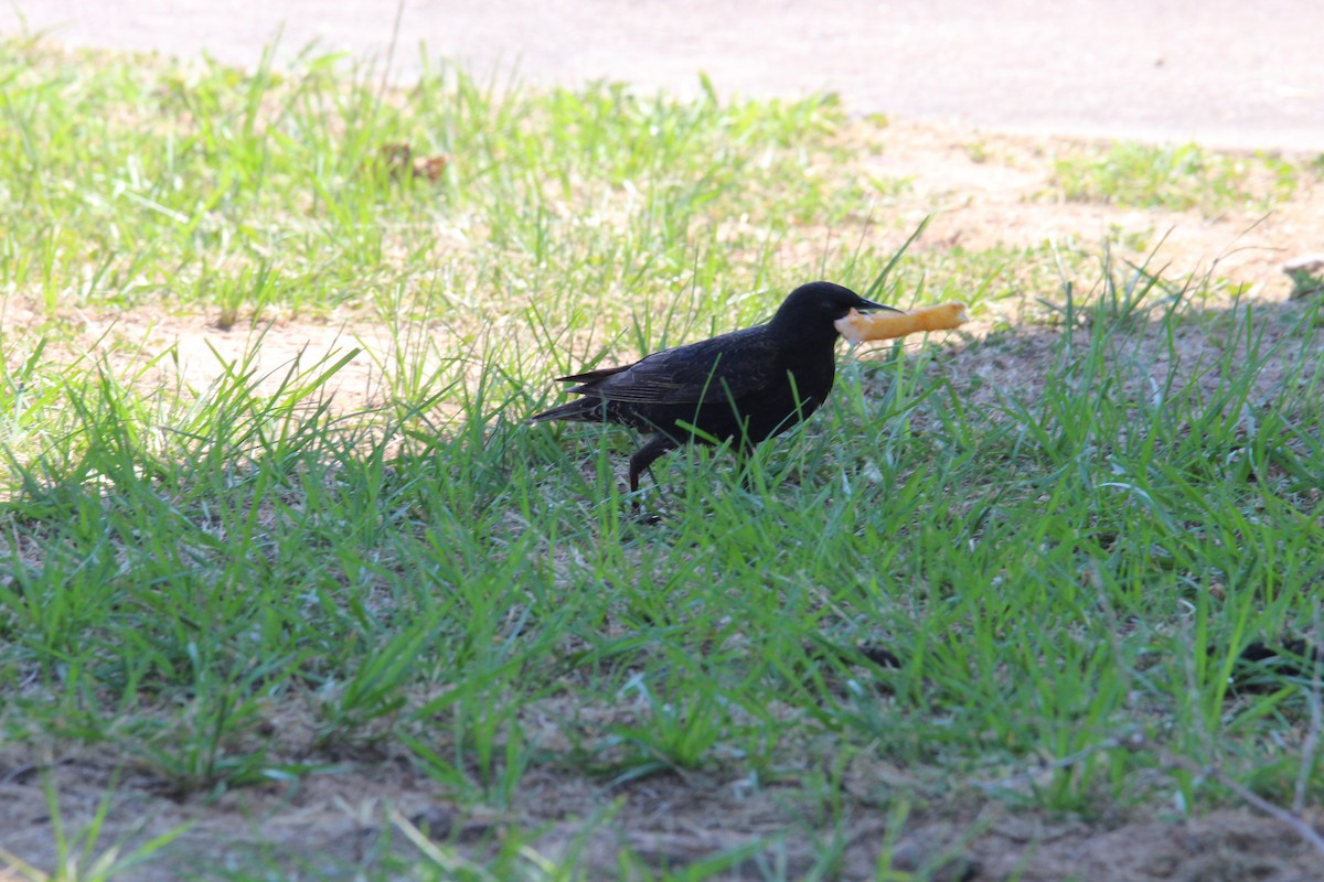 European Starling - ML620788349