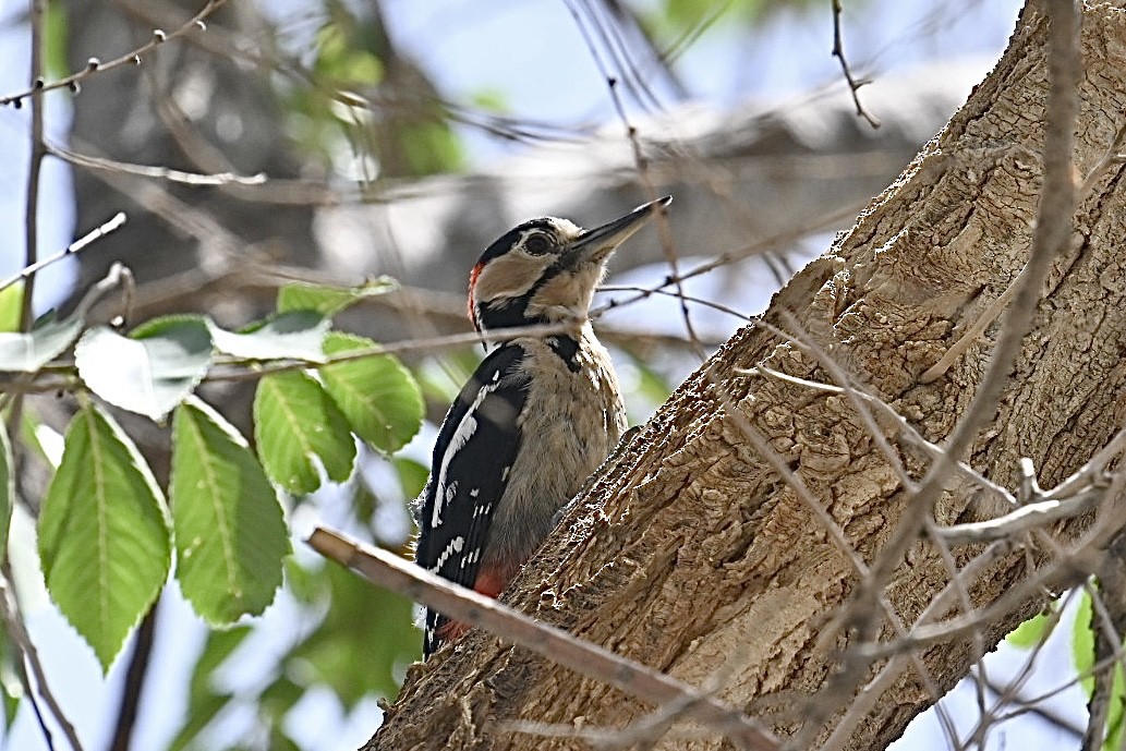 Great Spotted Woodpecker - ML620788350
