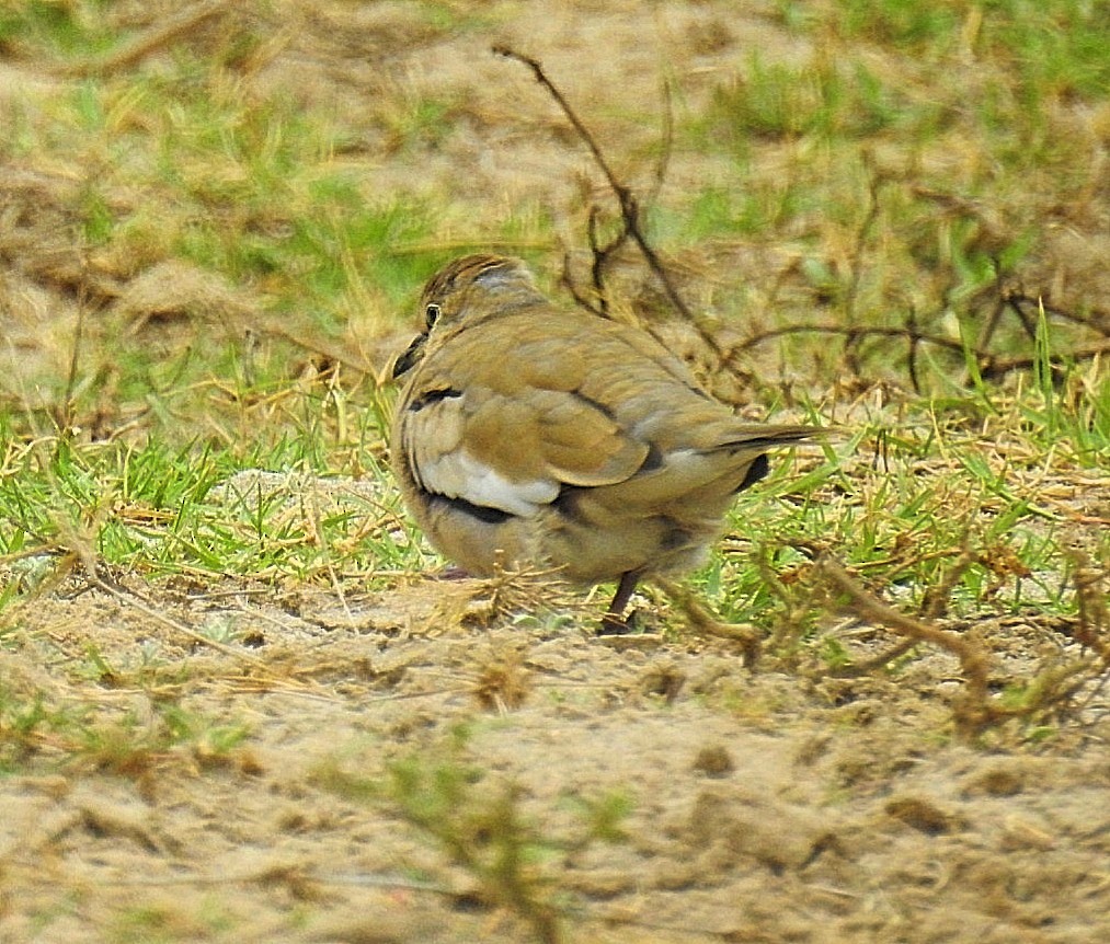 Picui Ground Dove - ML620788352