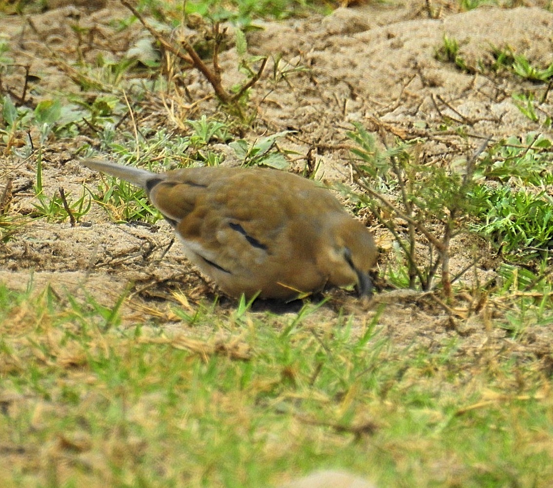 Picui Ground Dove - ML620788353