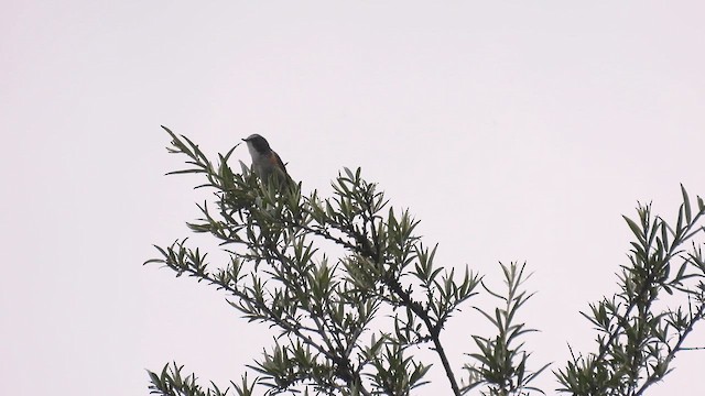 Red-flanked Bluetail (Qilian) - ML620788361