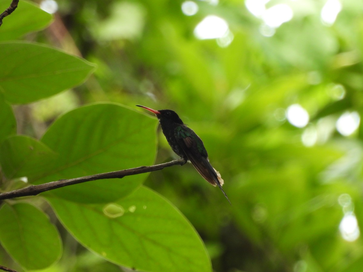 Colibrí Portacintas (piquirrojo) - ML620788362