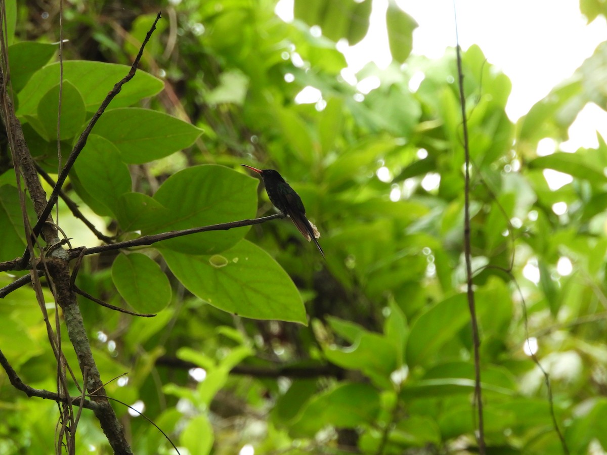 Red-billed Streamertail - ML620788364