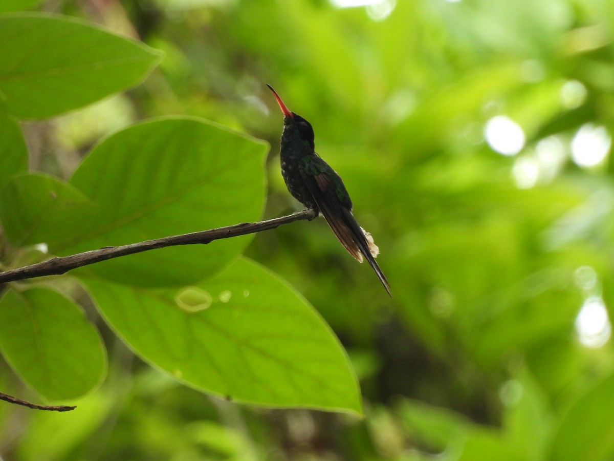 Colibrí Portacintas (piquirrojo) - ML620788366