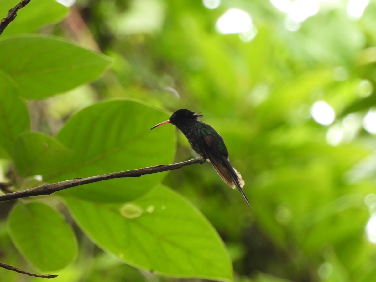 Colibrí Portacintas (piquirrojo) - ML620788367