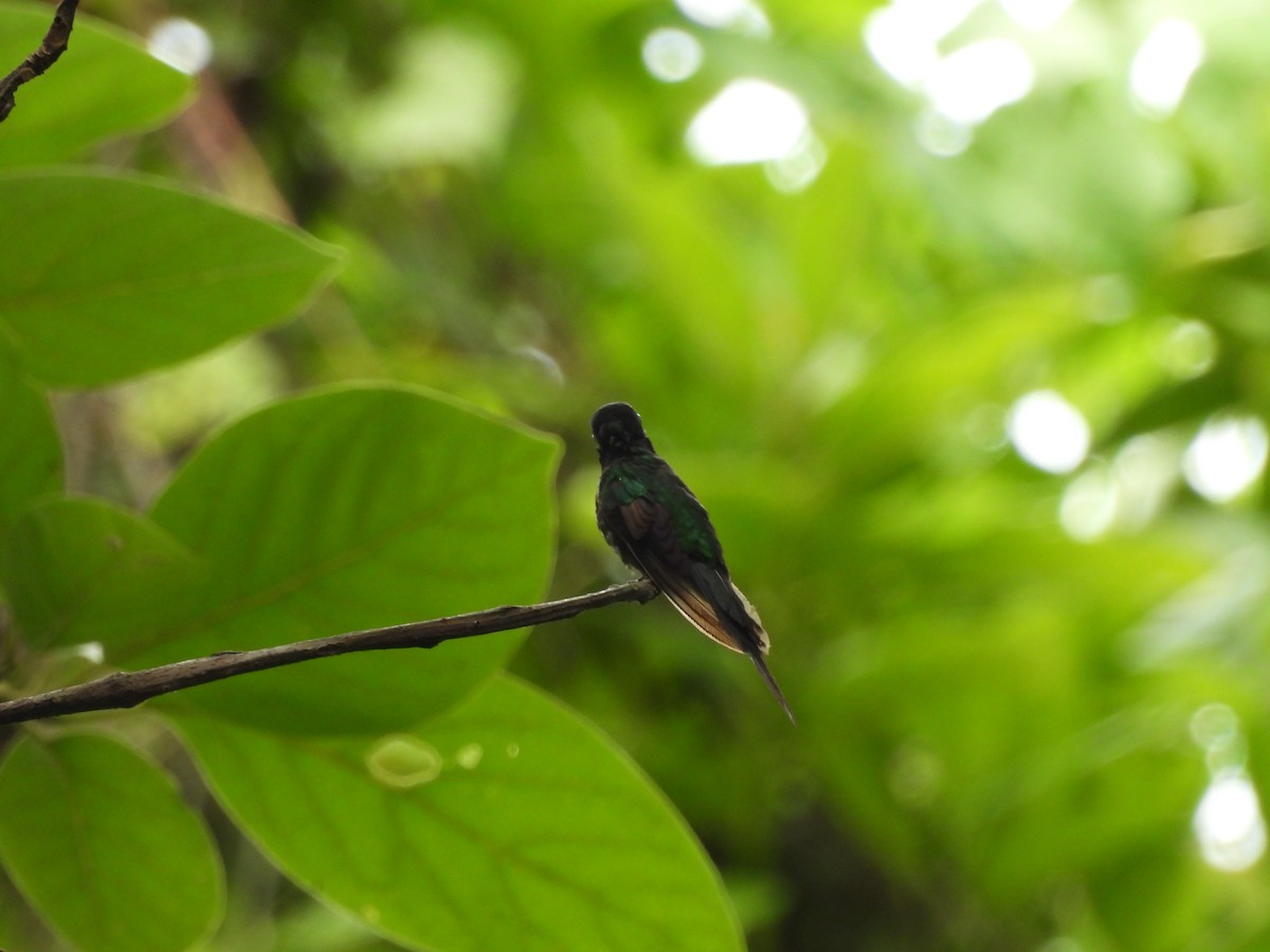 Colibri à tête noire - ML620788368