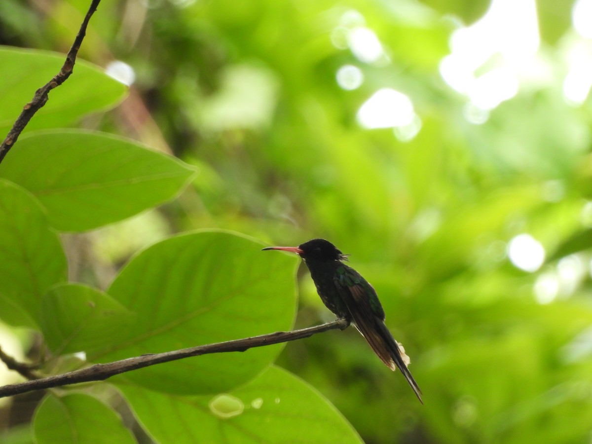 Colibrí Portacintas (piquirrojo) - ML620788369