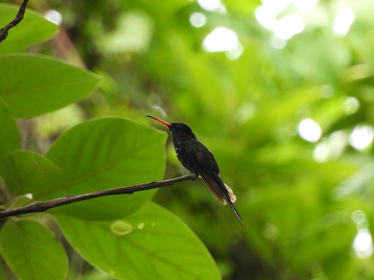 Colibrí Portacintas (piquirrojo) - ML620788370