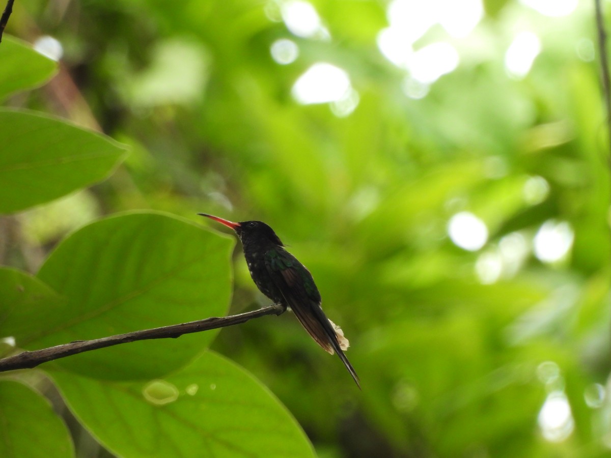 kolibřík červenozobý - ML620788371