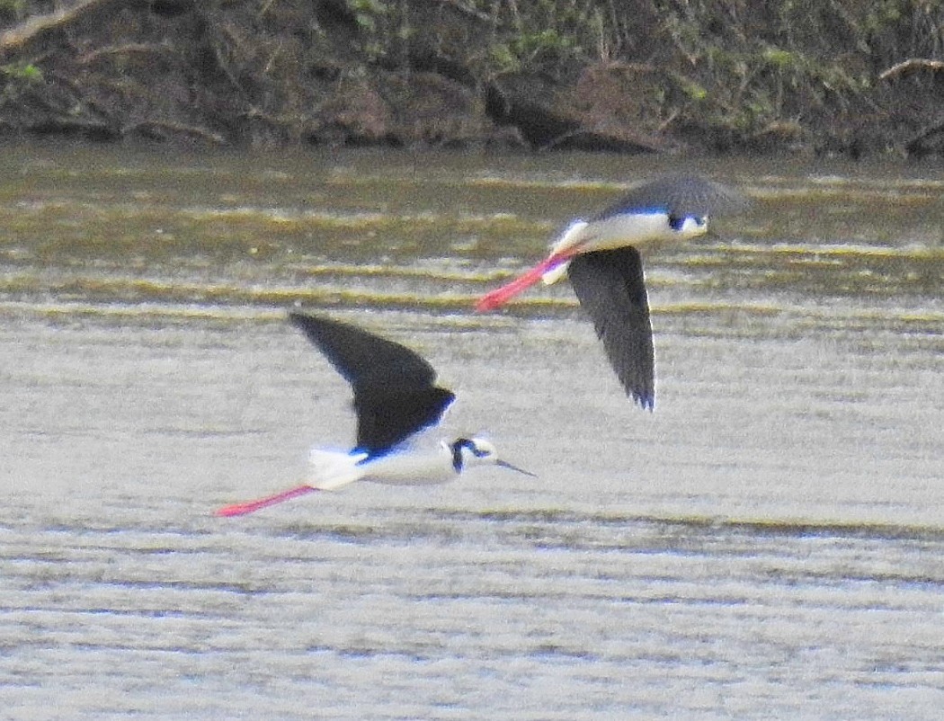 Black-necked Stilt - ML620788373