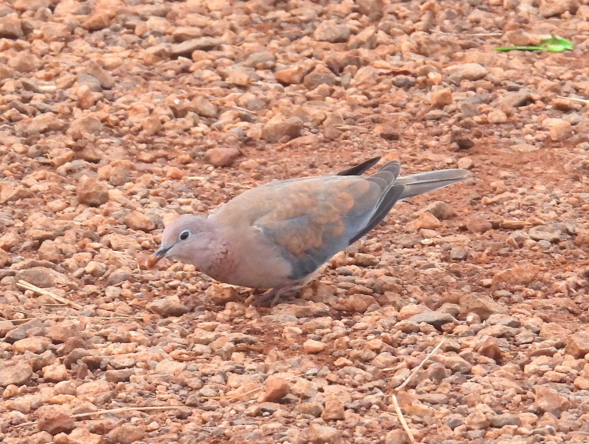 Laughing Dove - ML620788375