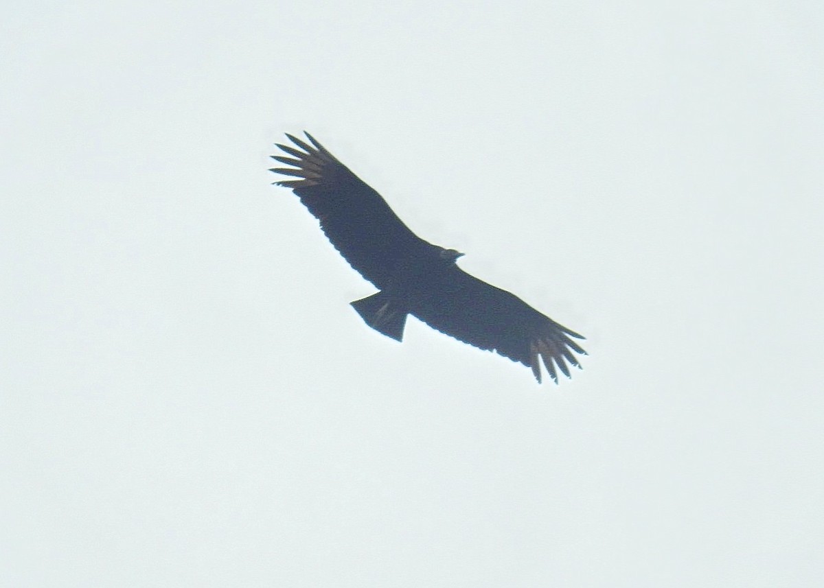 Black Vulture - ML620788388